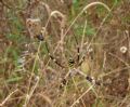 Argyrodes sp.